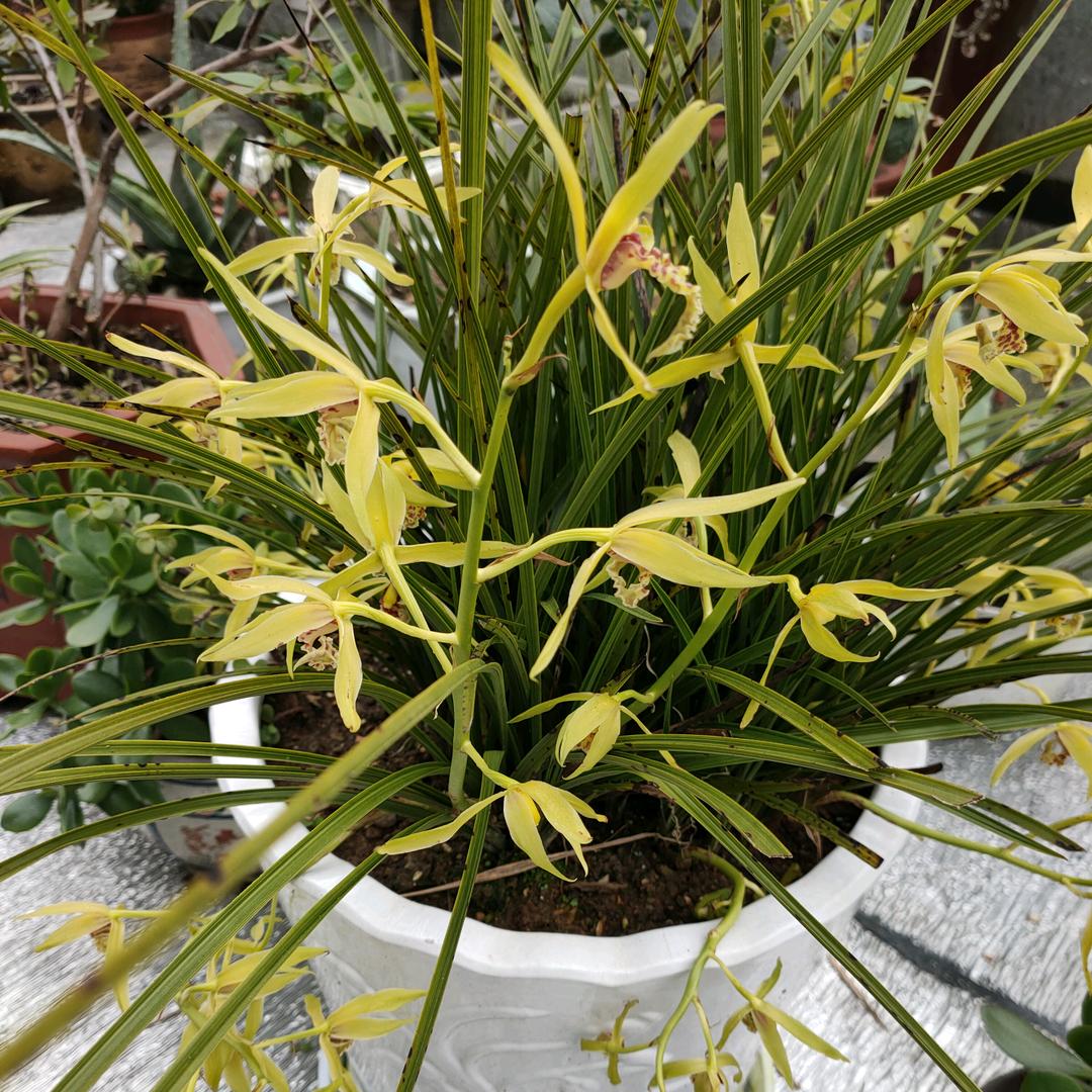 邱妈