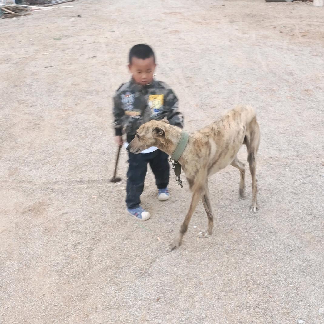 球坯。块石。毛猪。