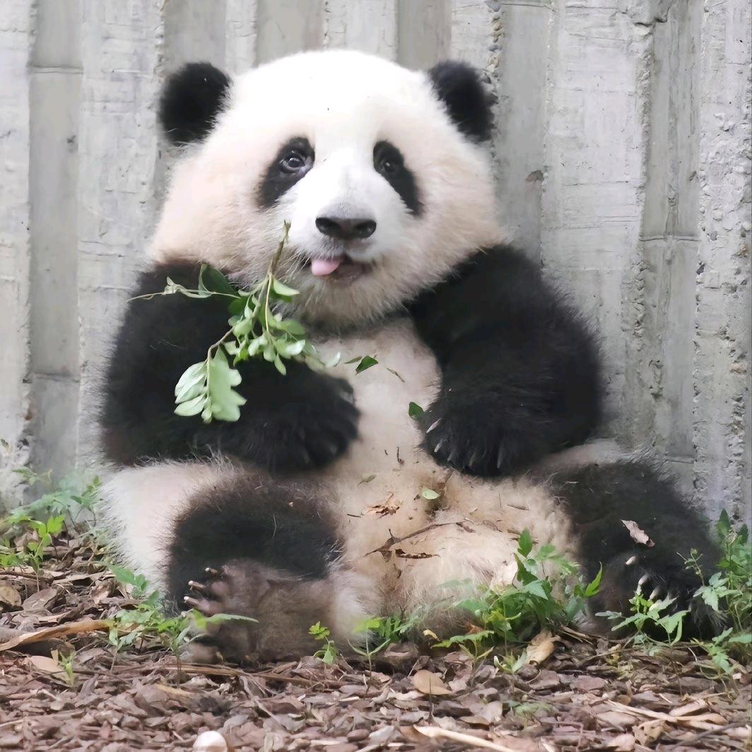沙特大头短腿猫