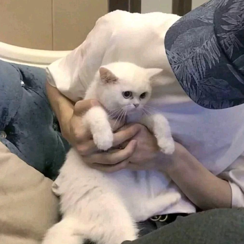 星