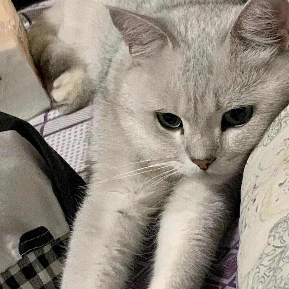 就叫不死鸟吧.