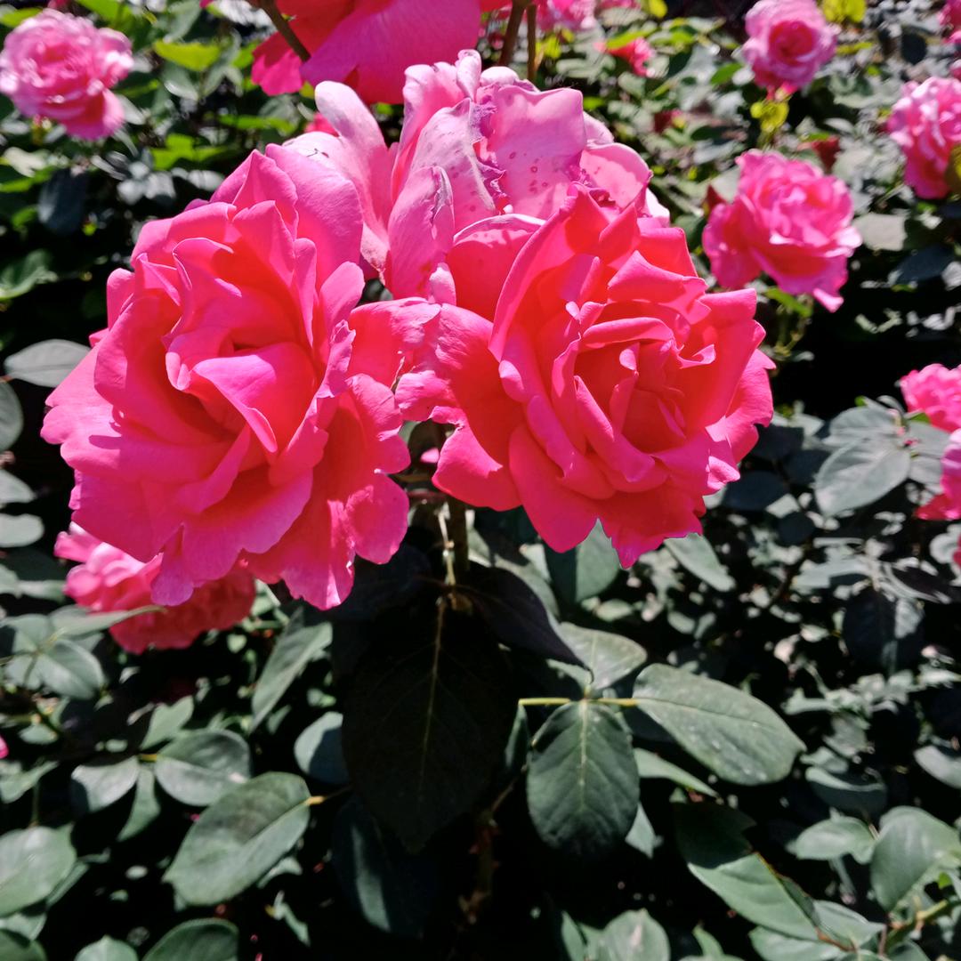 未来会更好･