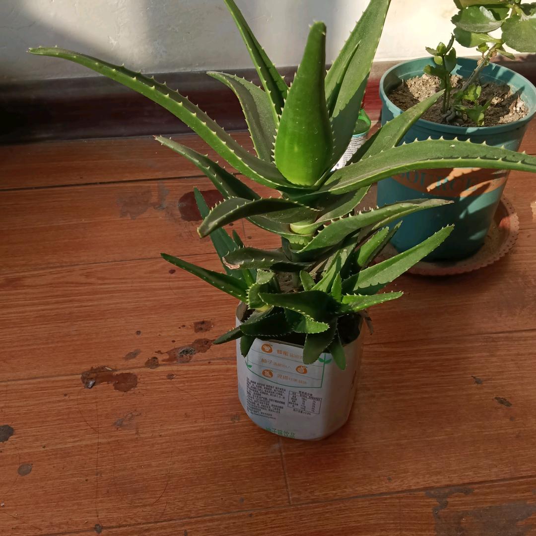 人生没有后悔路