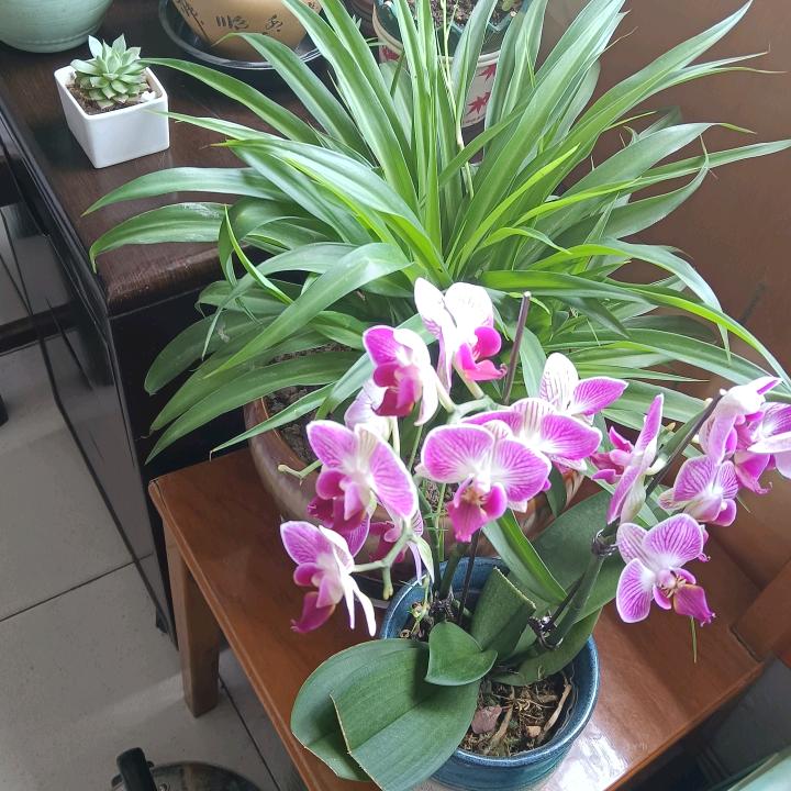 🧚‍♀️小红🧚‍♀️