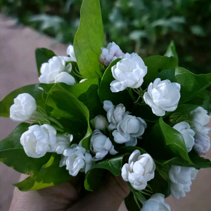 兰天茉莉