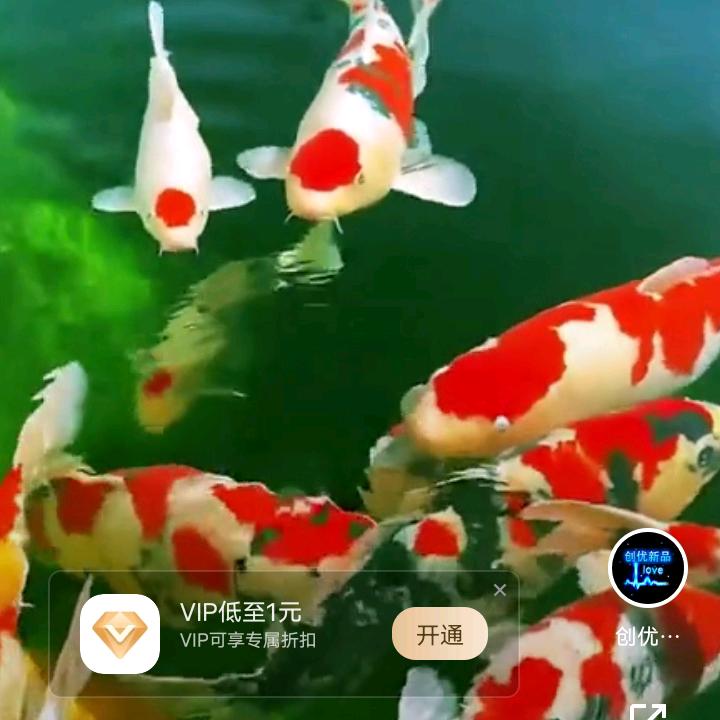 娟娟
