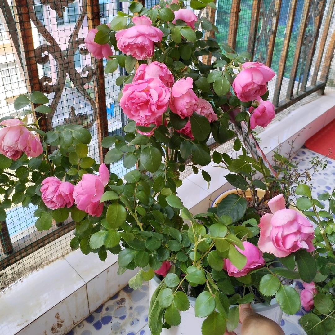 菲菲.