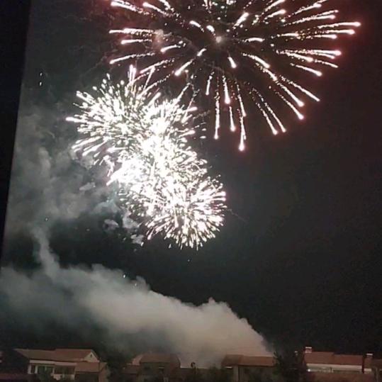 喜鹊鸟