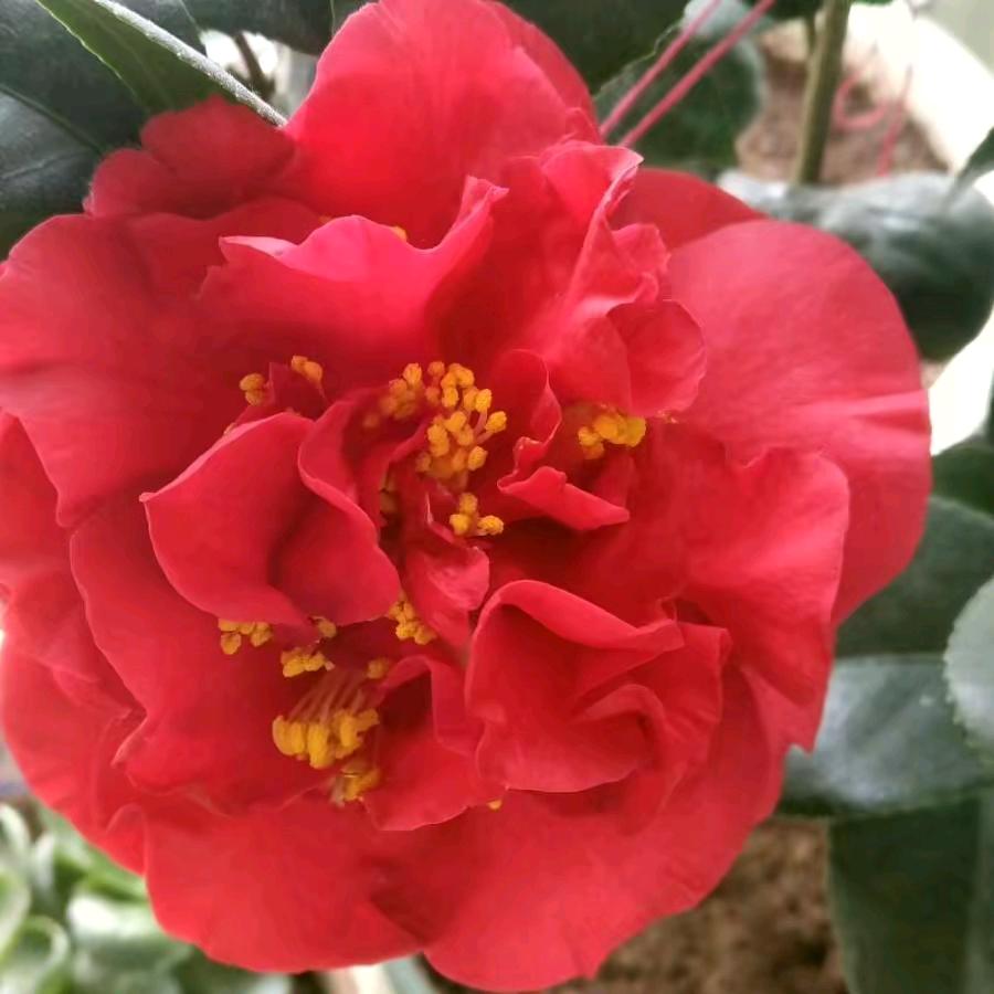 🌸花花🌸