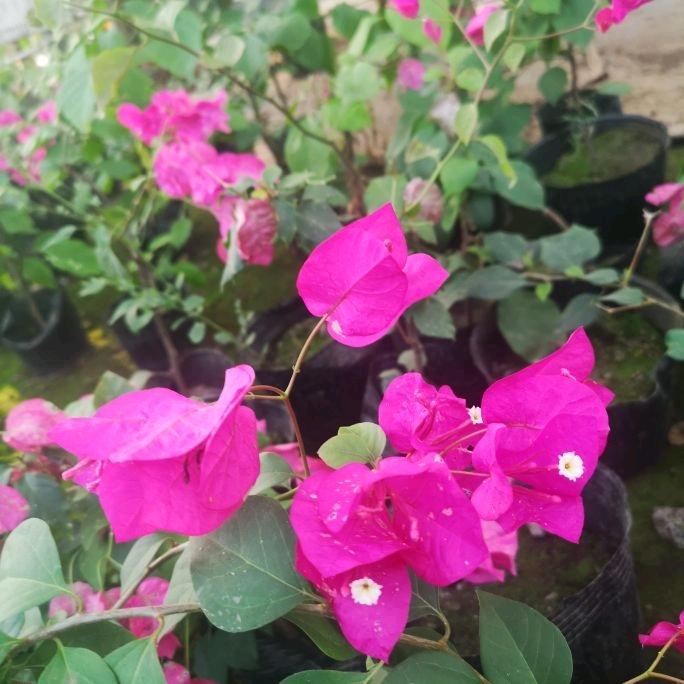 芳菲c