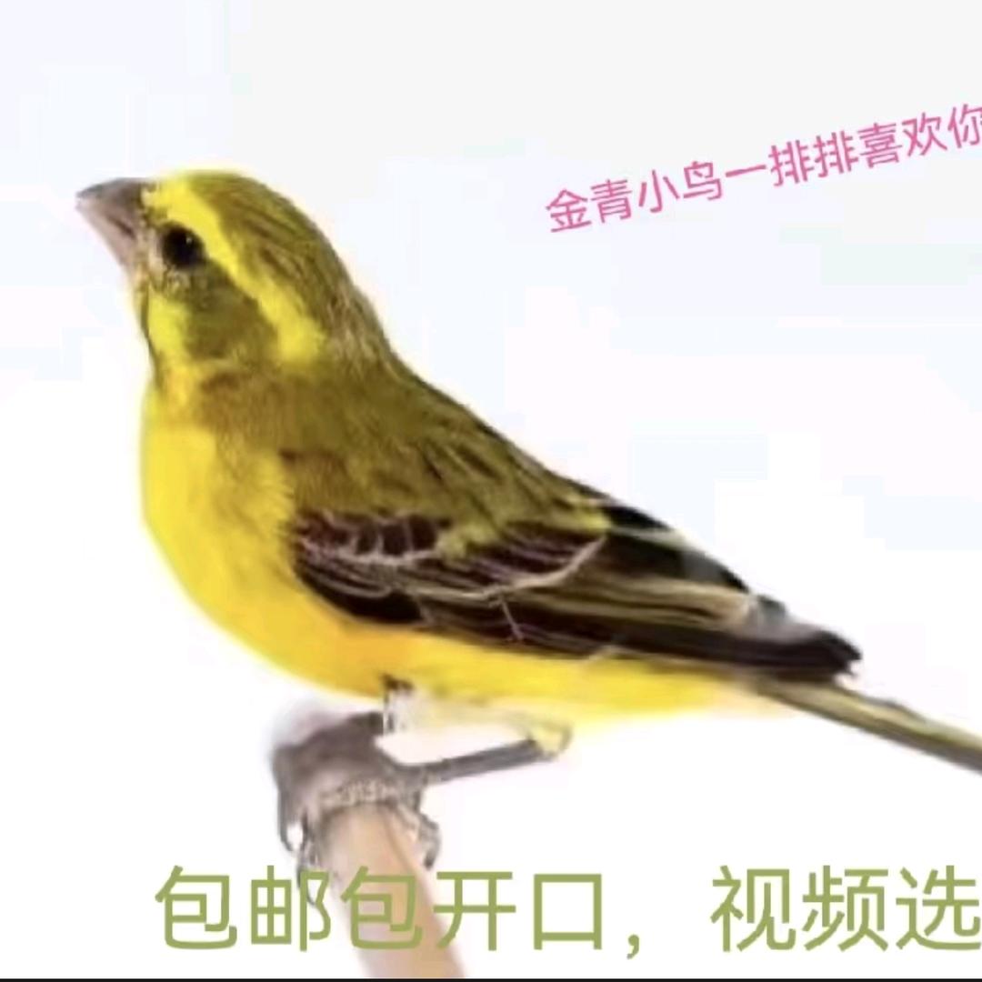 唯爱丝雀繁殖