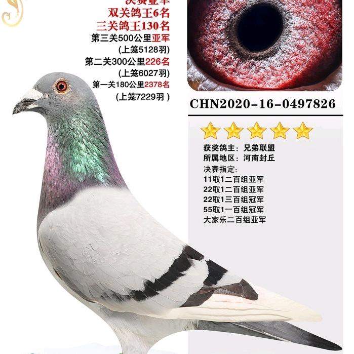 蔡哥
