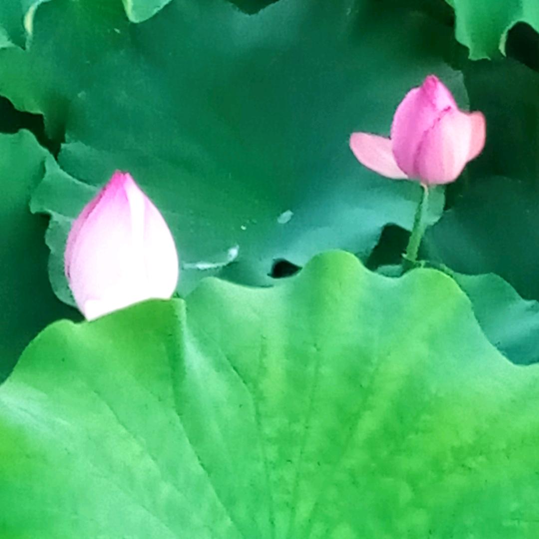 依米花