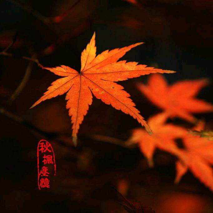 🌈*🌈🍁秋楓塵憶🍁