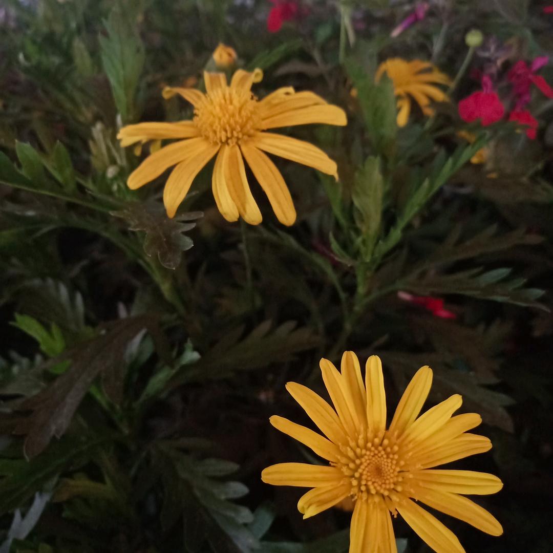 吉祥如意到永久