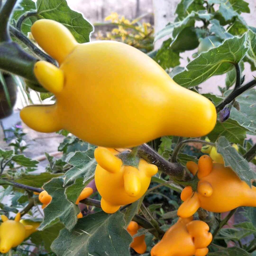 三川花一枝