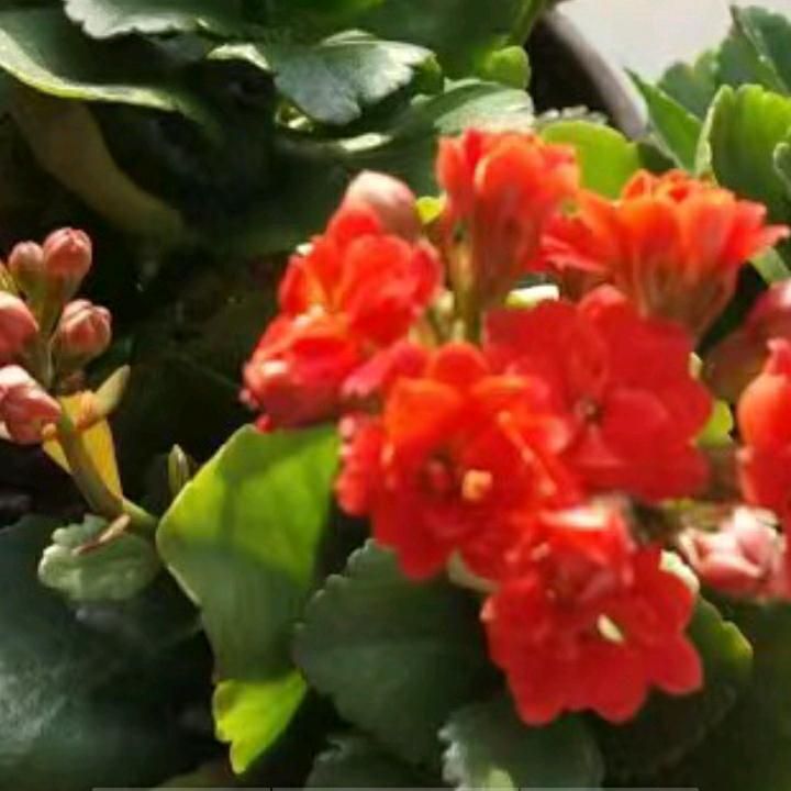 幸远星