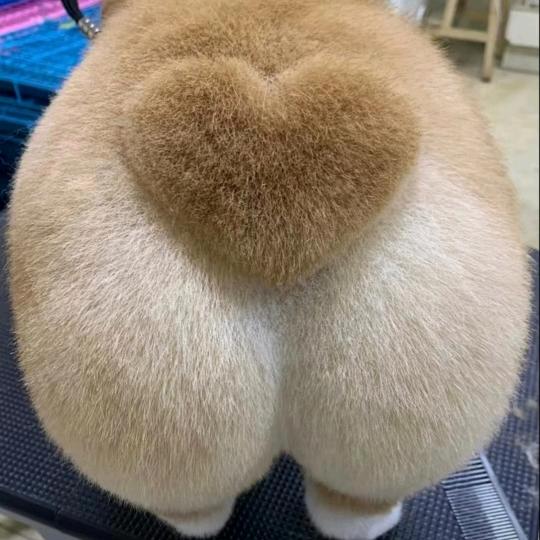か🌈🌈🌈抖音喵喵