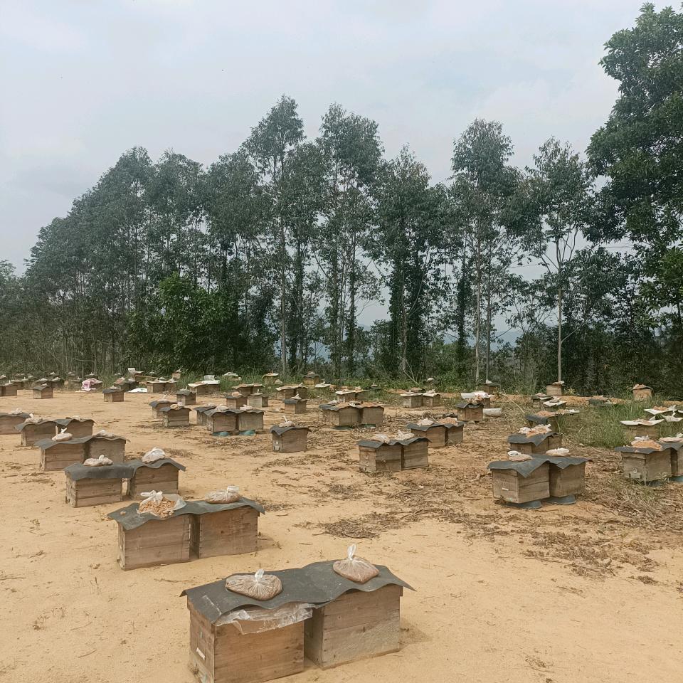 龙哥养蜂日记