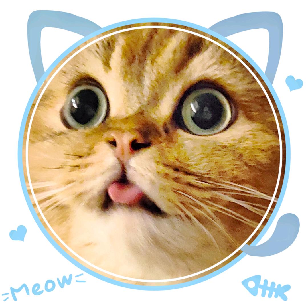 萌猫小蒂