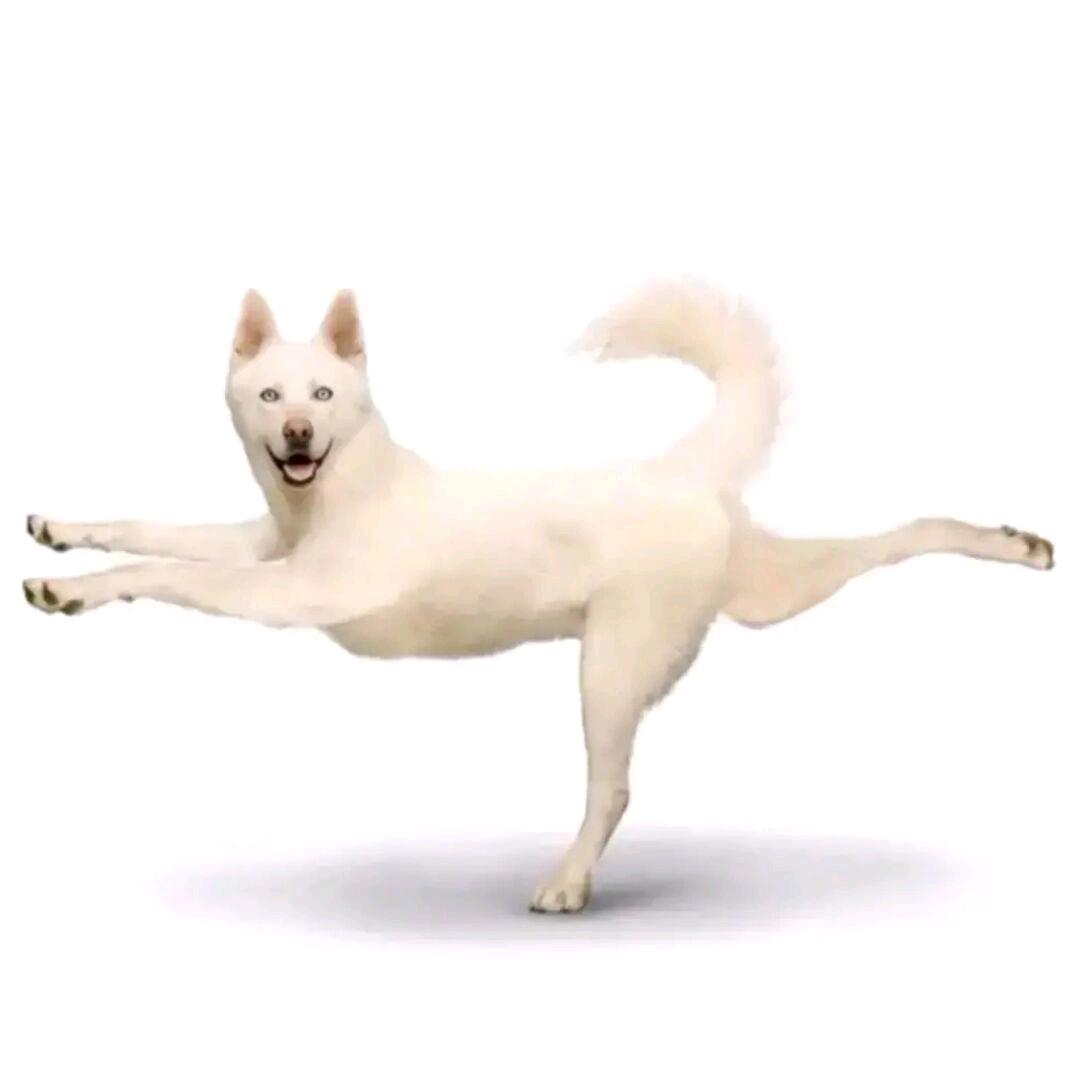 除了我都是猪
