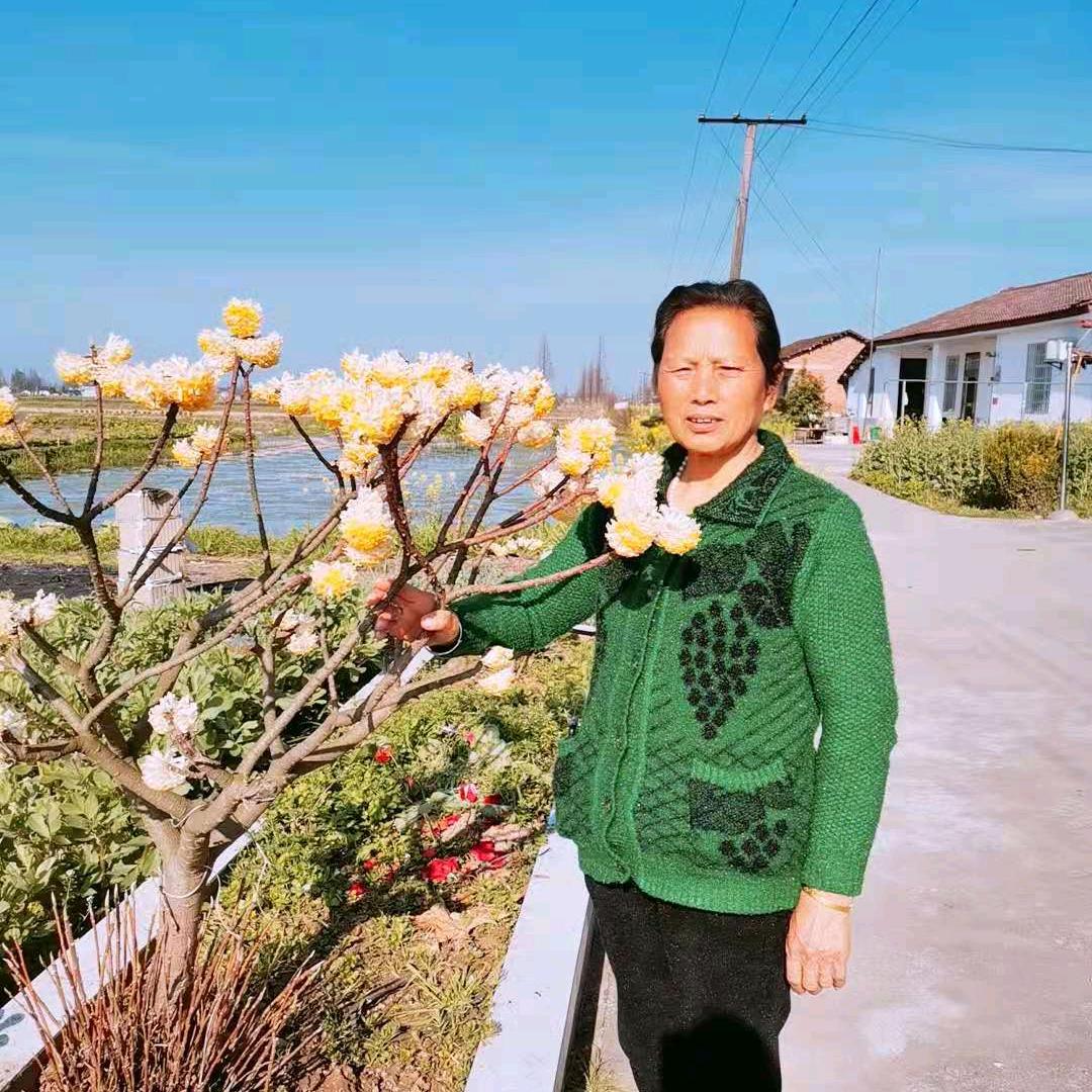 刘彩云′