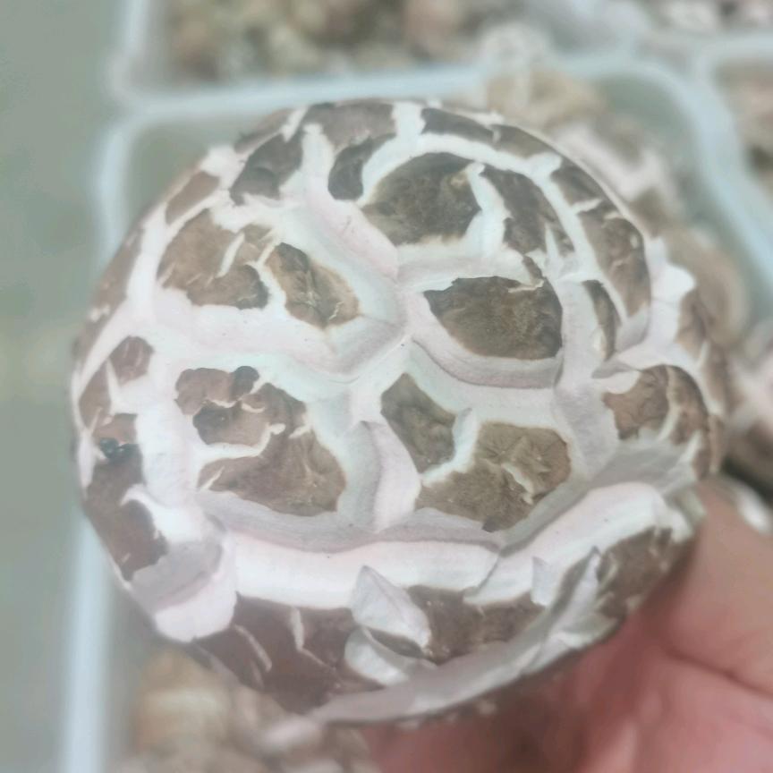 老焦