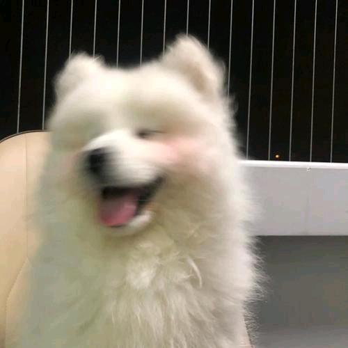 慕寒枝-