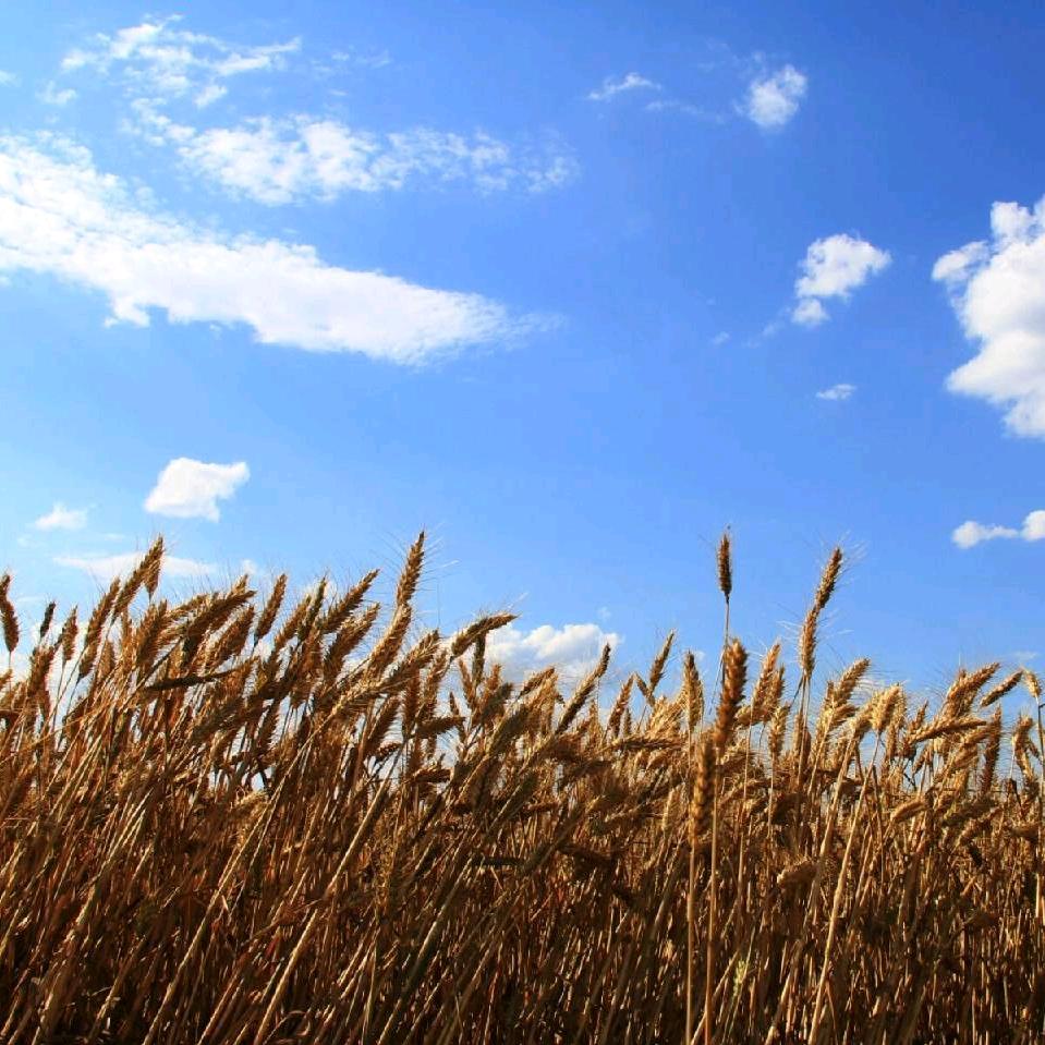 行政夹克（董点法）