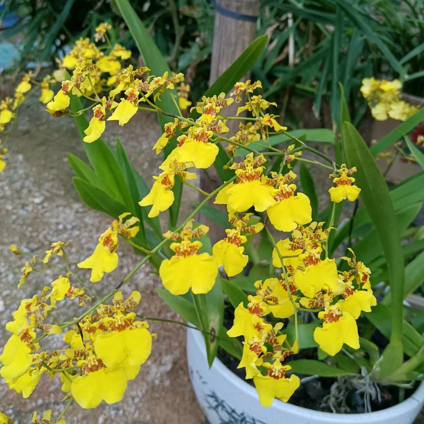 洪明