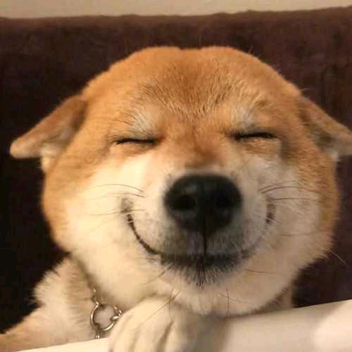 悲伤的哈密瓜