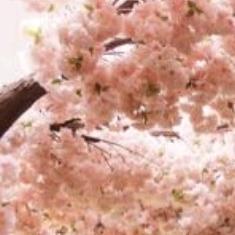 樱枝