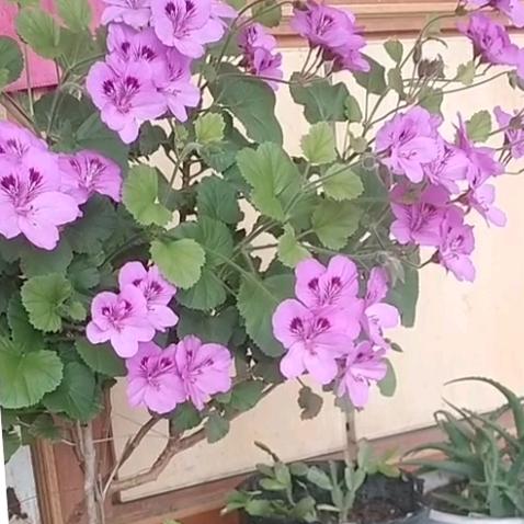 风吹花成雪🌴🌷🌺