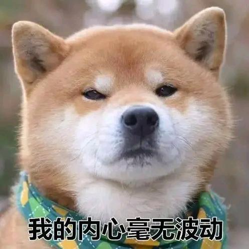 木瓜小宝
