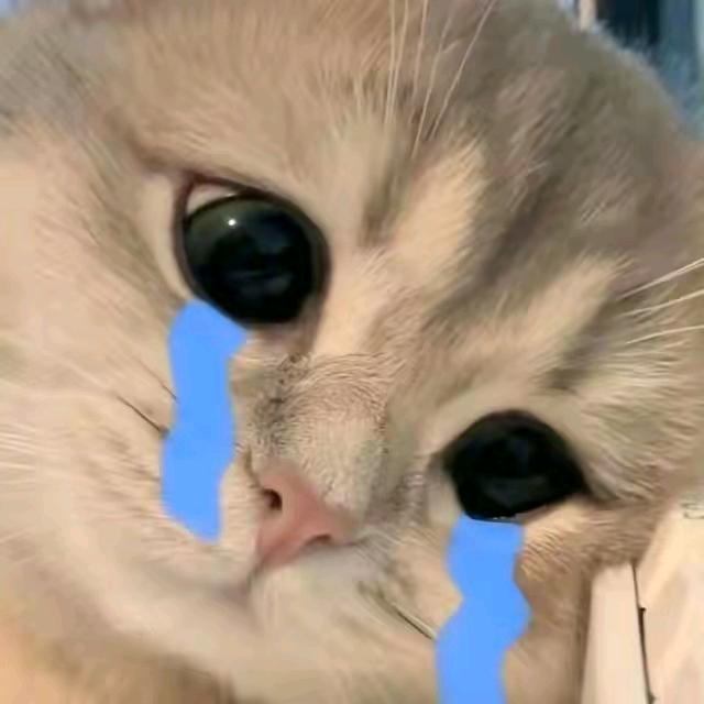 六月檀角的猫