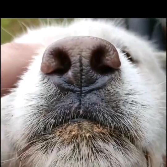 广州白云区寻犬记