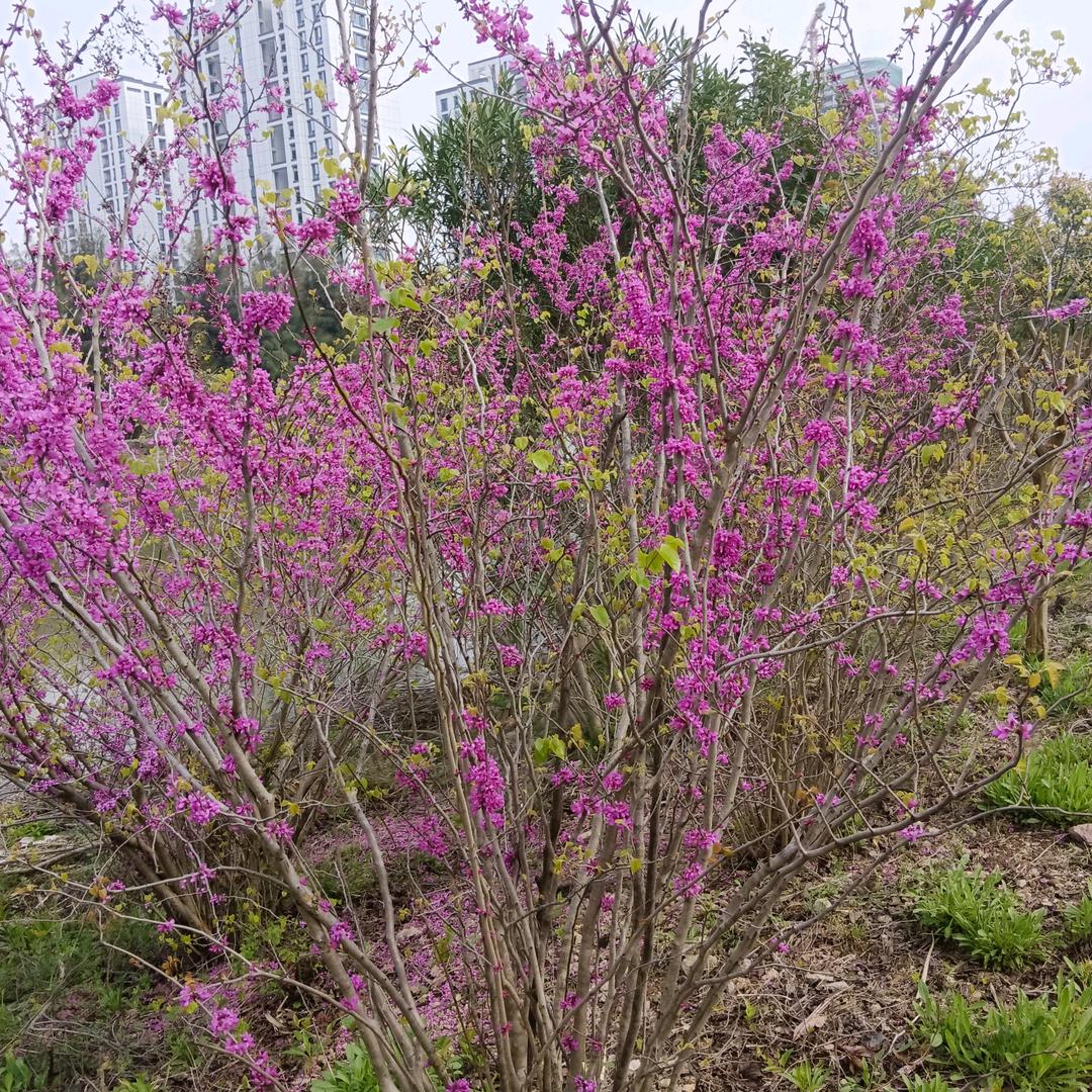 为来的日子