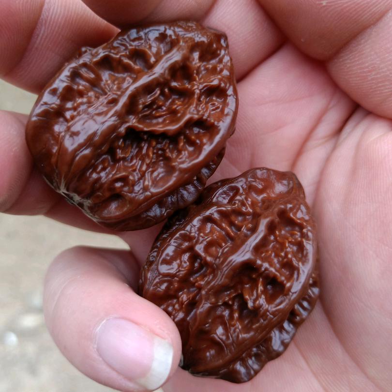 挖土弓