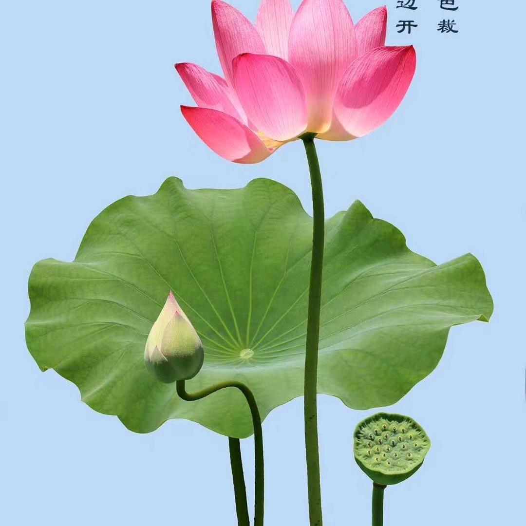 释恩