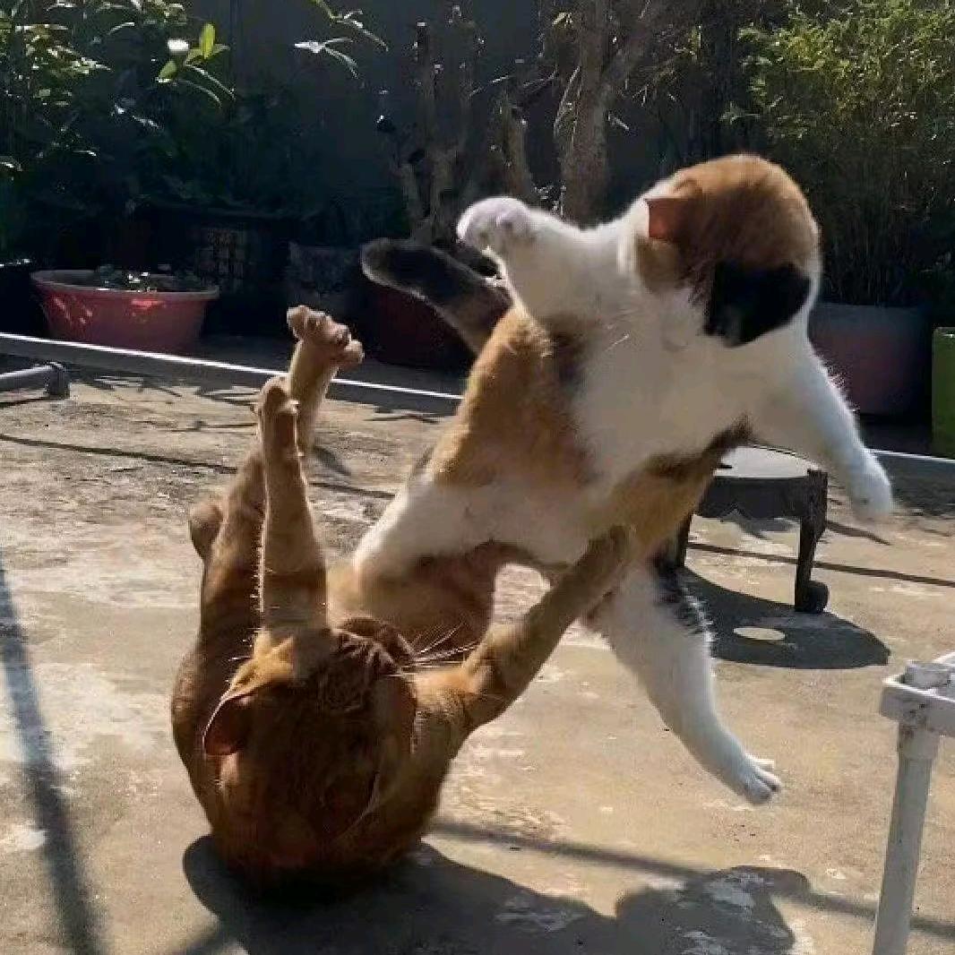 不破美龟终不还