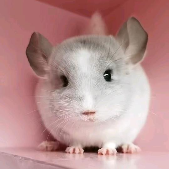 镇江市龙猫生活馆