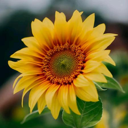 吉祥如意(ʘᴗʘ✿)