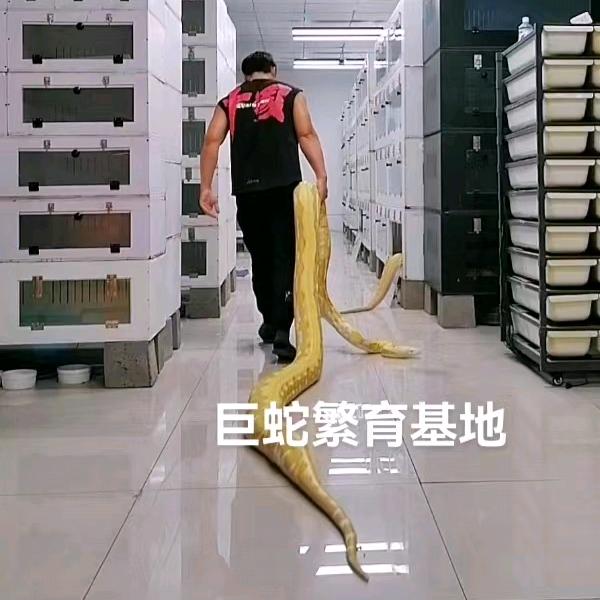 巨蛇繁育基地