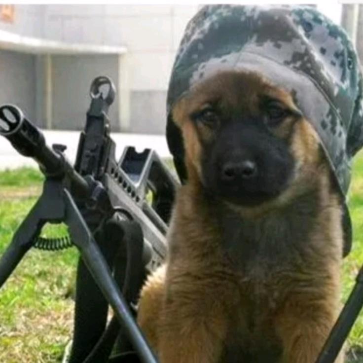 风吹草地见牛羊