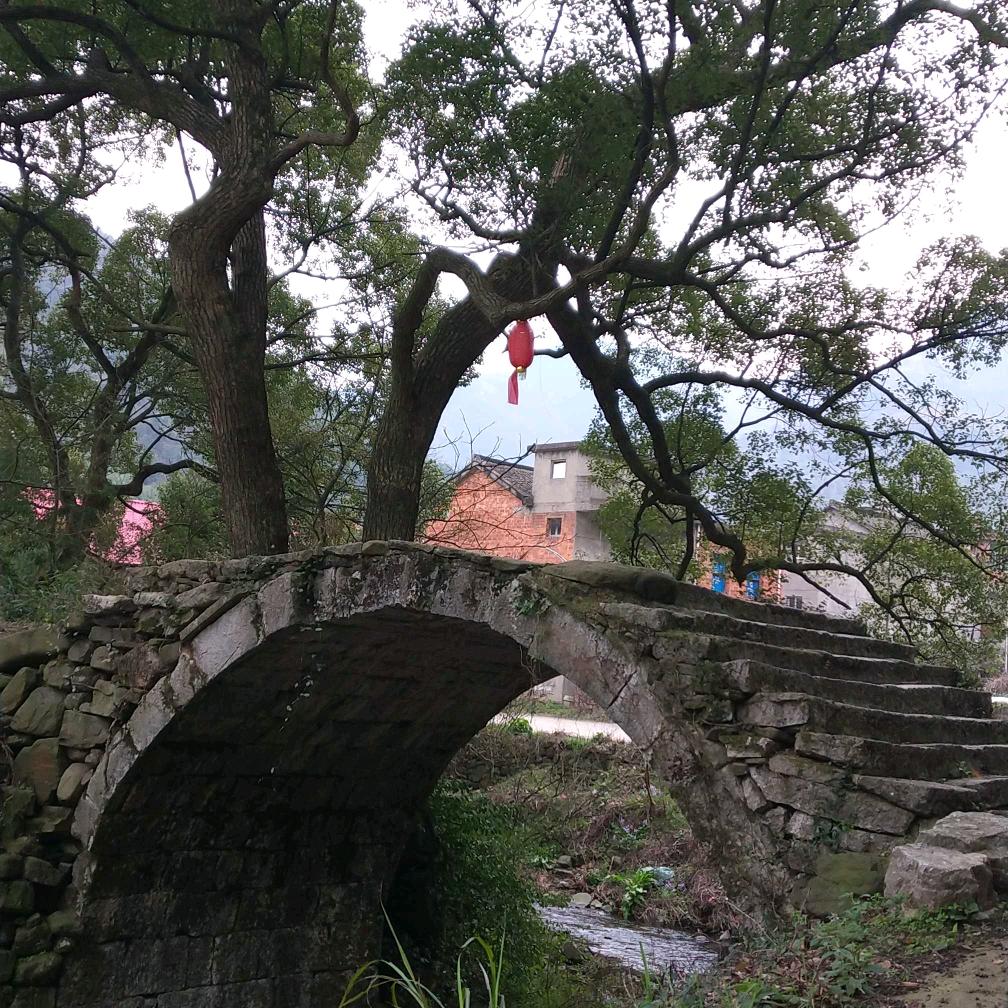静看🌸开