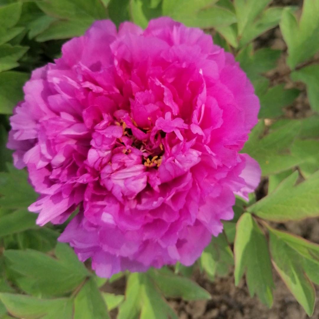 温柔的女汉子156