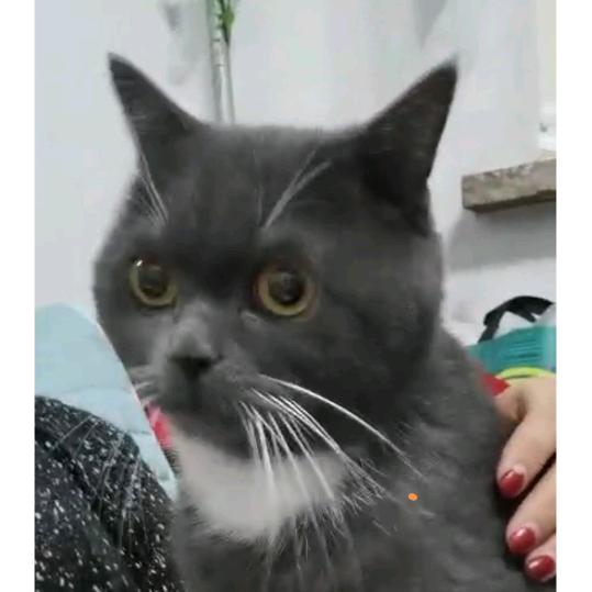 忆马