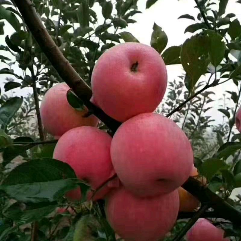 市场大妹
