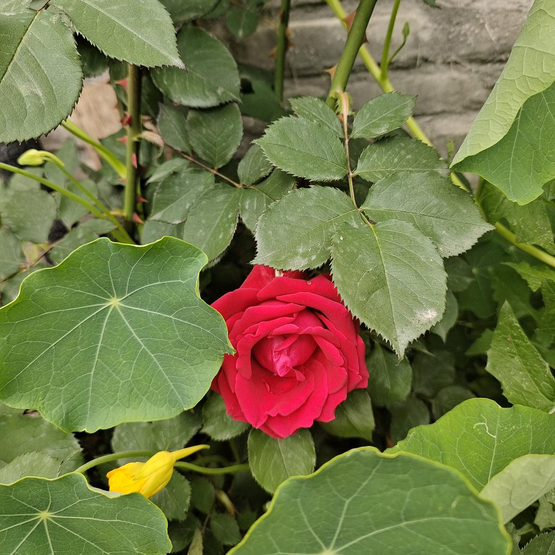 🌹女人