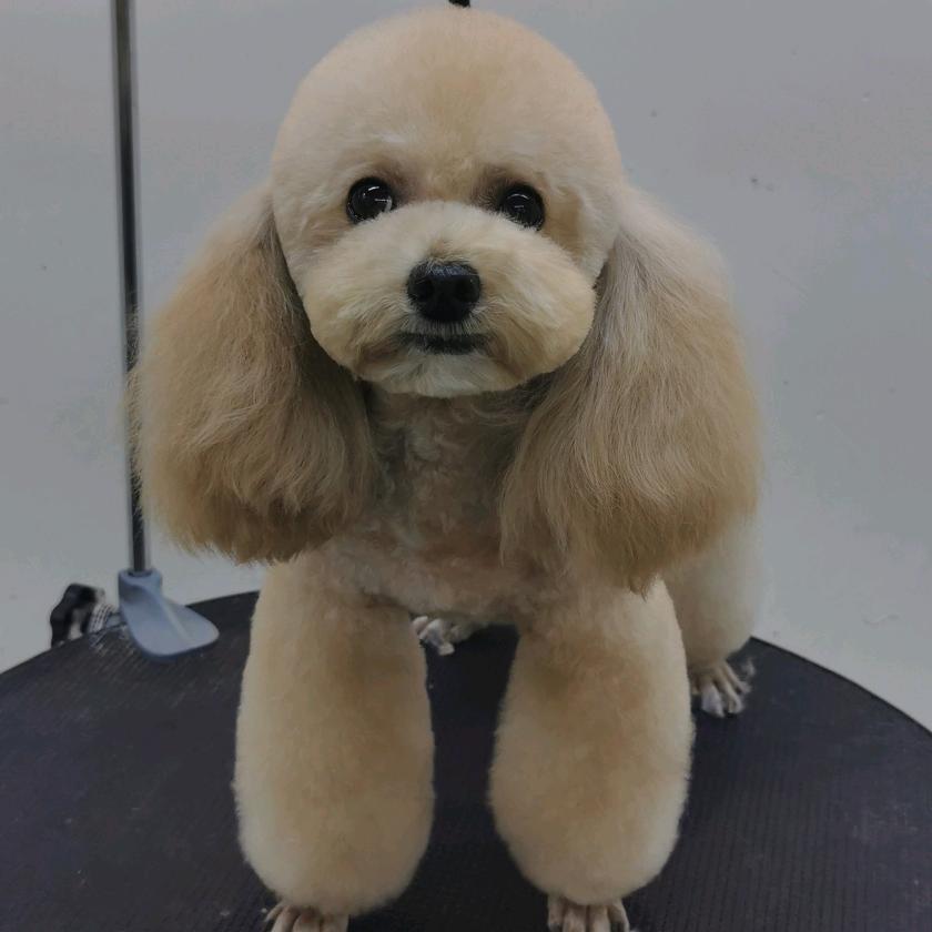 爪爪连萌精致宠物生活馆